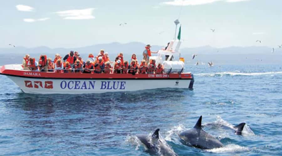 Plettenberg Bay: Dolphin and Marine Boat Tour - Key things that make this tour worth your time