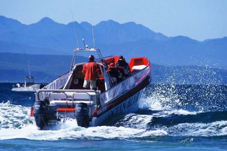 Plettenberg Bay: Dolphin and Marine Boat Tour - Keurbooms Beach to Arch Rock: Bottlenose, Indo-Pacific Humpback, and sharks