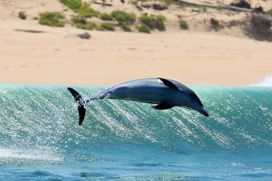 Plettenberg Bay: Dolphin and Marine Boat Tour - Arch Rock to open-bay cruising for seabirds, Bryde’s whales, and Common dolphins