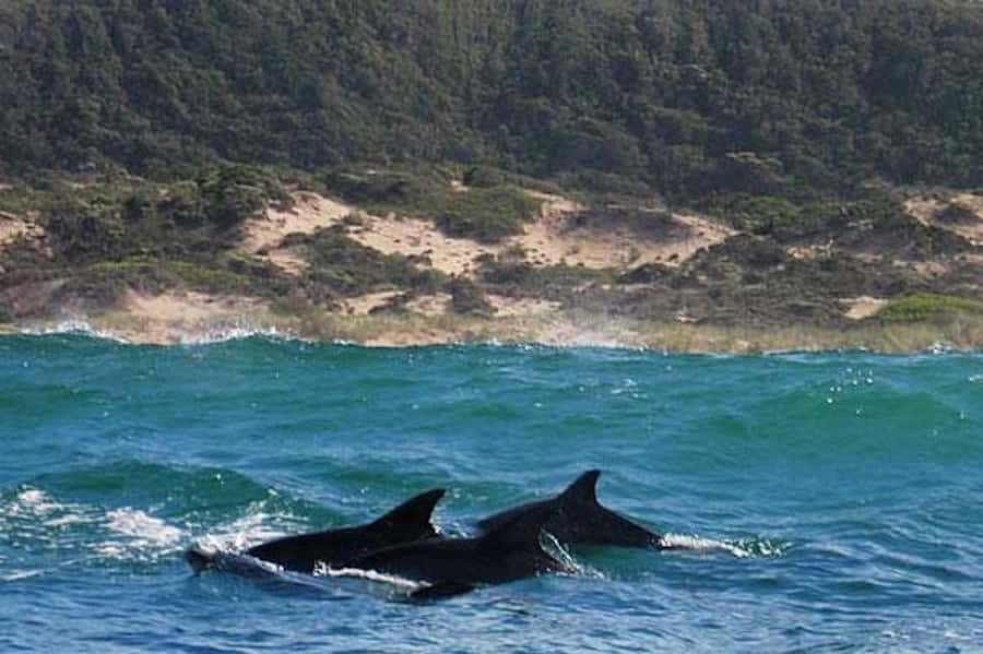 Plettenberg Bay: Dolphin and Marine Boat Tour - Robberg Peninsula’s wild side: seals, dolphins, and whale pods (when the water cooperates)