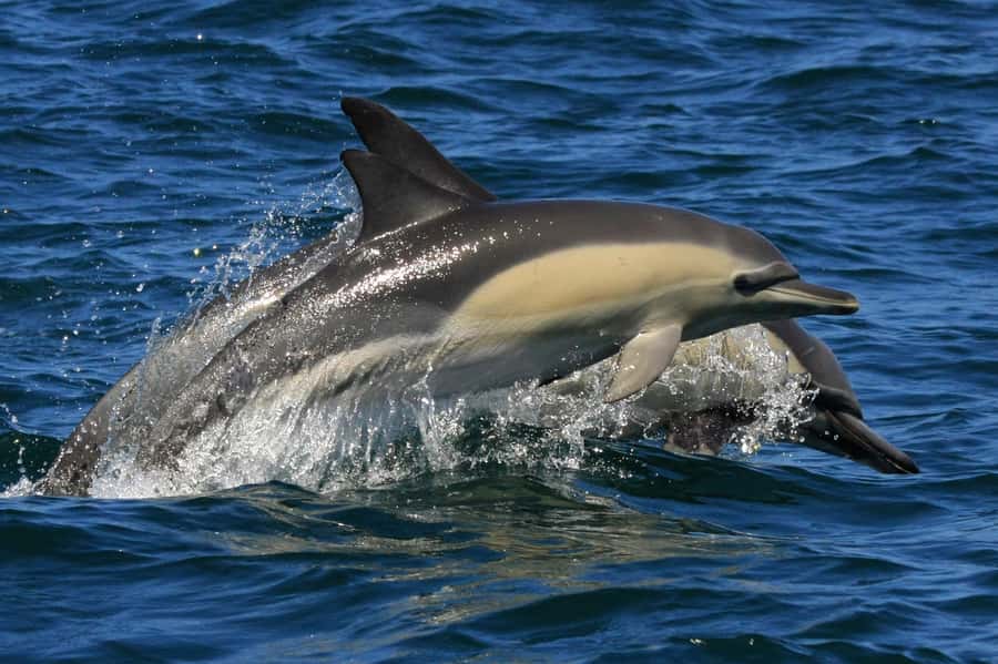 Plettenberg Bay: Dolphin and Marine Boat Tour - Cape fur seal colony and the seasonal Great White possibility