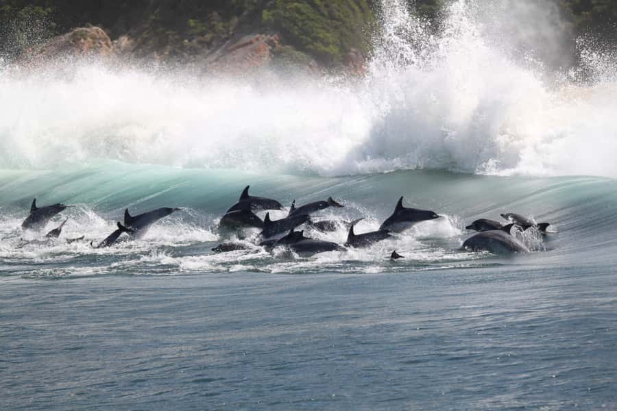 Plettenberg Bay: Dolphin and Marine Boat Tour - What the 90 minutes feels like in real life