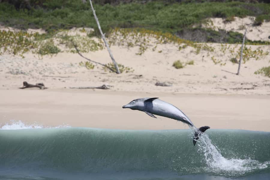 Plettenberg Bay: Dolphin and Marine Boat Tour - Price and value: is $46 worth it?