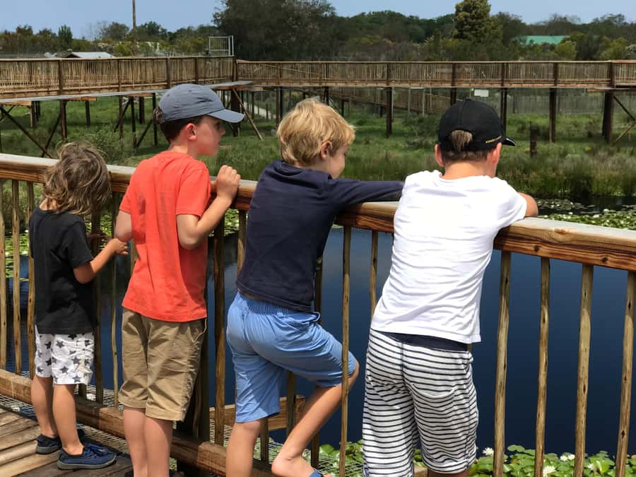 Plettenberg Bay: EcoKidz Family Wildlife Tour - Key highlights to expect at Tenikwa’s EcoKidz tour