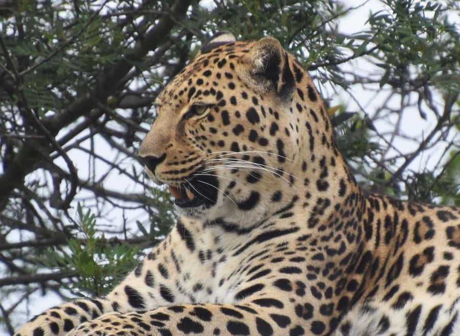 Plettenberg Bay: EcoKidz Family Wildlife Tour - Meerkat Meander and owls, the stops that grab attention fast