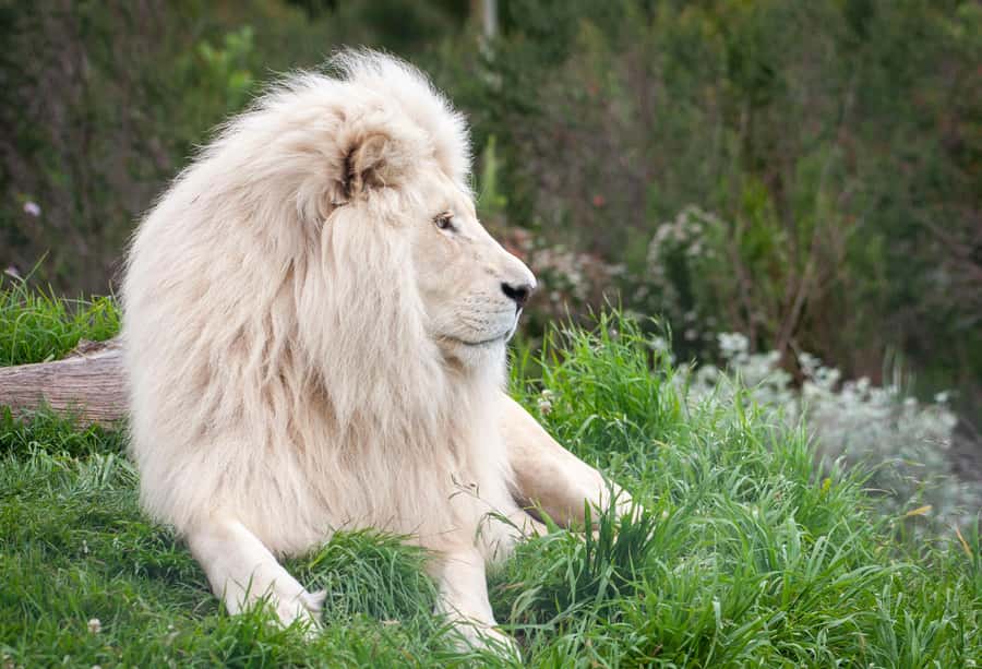 Plettenberg Bay: EcoKidz Family Wildlife Tour - Searching for African wildcats in their enclosures