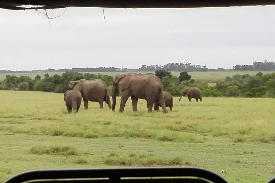 Plettenberg Bay Game Reserve: 2-Hour Game Drive - Key things to know before you go
