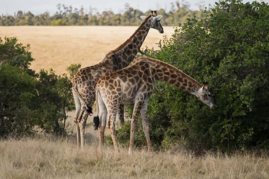 Plettenberg Bay Game Reserve: 2-Hour Game Drive - Plettenberg Bay Game Reserve: why this 2-hour drive works