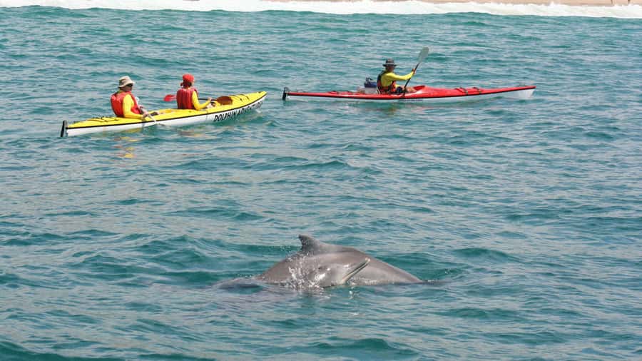 Plettenberg Bay: Guided Sea Kayak Tour - Where You Paddle: Starting at Central Beach and Letting the Ocean Decide