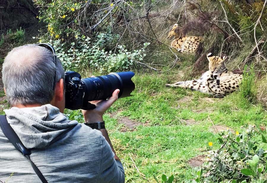 Plettenberg Bay: Private Guided Wildlife Photography Tour - Tenikwa in Plettenberg Bay: What Makes This Photo Tour Feel Personal