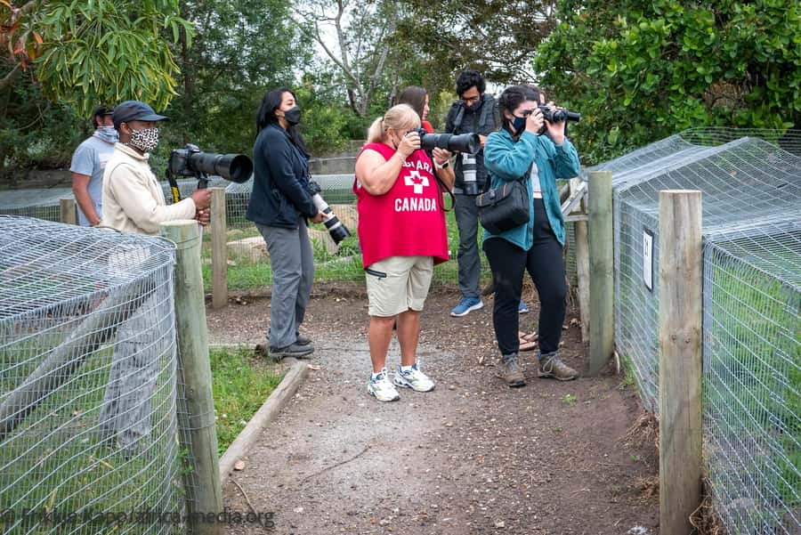 Plettenberg Bay: Private Guided Wildlife Photography Tour - Arrival, Safety Briefing, and the Short Orientation That Sets the Tone