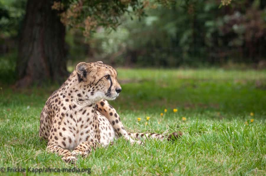 Plettenberg Bay: Private Guided Wildlife Photography Tour - Meerkat Meander: A Photo-Ready Break With a Meaningful Story