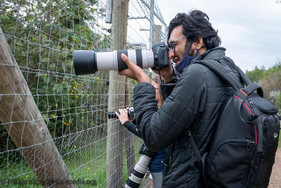 Plettenberg Bay: Private Guided Wildlife Photography Tour - Cheetahs and the Wild Cat Photo Circuit