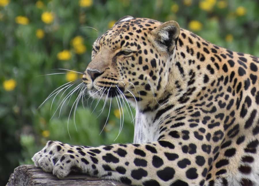 Plettenberg Bay: Private Guided Wildlife Photography Tour - The Built-In Break, Coffee Stop, and Photo Pause