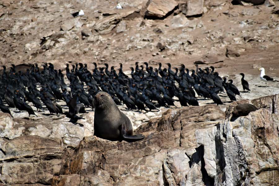 Plettenberg Bay: Seal Colony Viewing Excursion - Key highlights you will care about