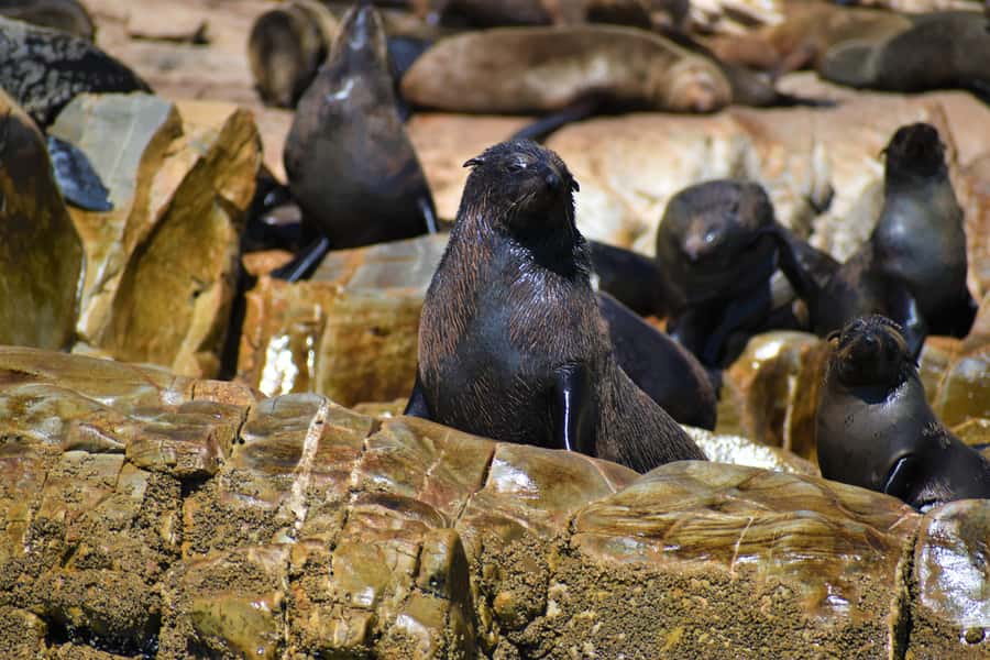 Plettenberg Bay: Seal Colony Viewing Excursion - The Robberg Express Ride: Coastal Scenery Before the Seals