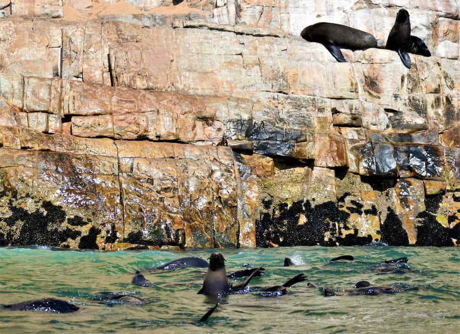 Plettenberg Bay: Seal Colony Viewing Excursion - Timing and the First Minutes: What to Expect Before It Feels Smooth