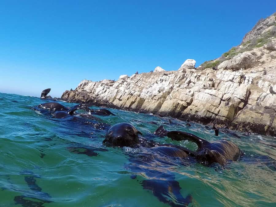 Plettenberg Bay: Seal Colony Viewing Excursion - Price and What You Actually Get for $34