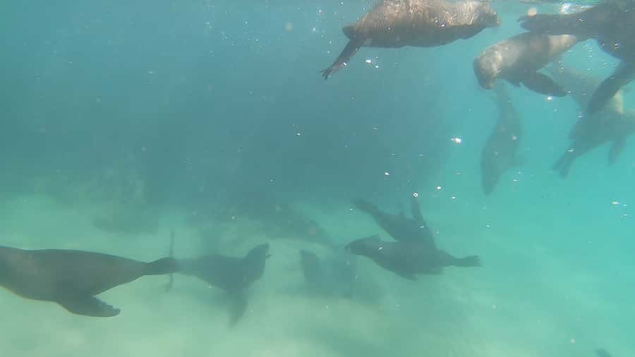 Plettenberg Bay: Seal Swimming Experience - Hobie Beach start: quick check-in, fitted gear, and calm nerves