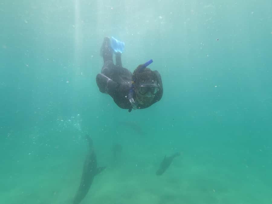 Plettenberg Bay: Seal Swimming Experience - Price and value: why $61 feels fair for what you get