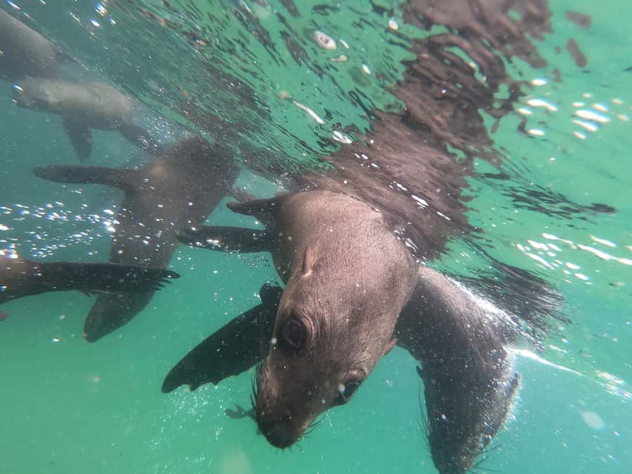 Plettenberg Bay: Seal Swimming Experience - Who should book, and who should skip (based on the rules)