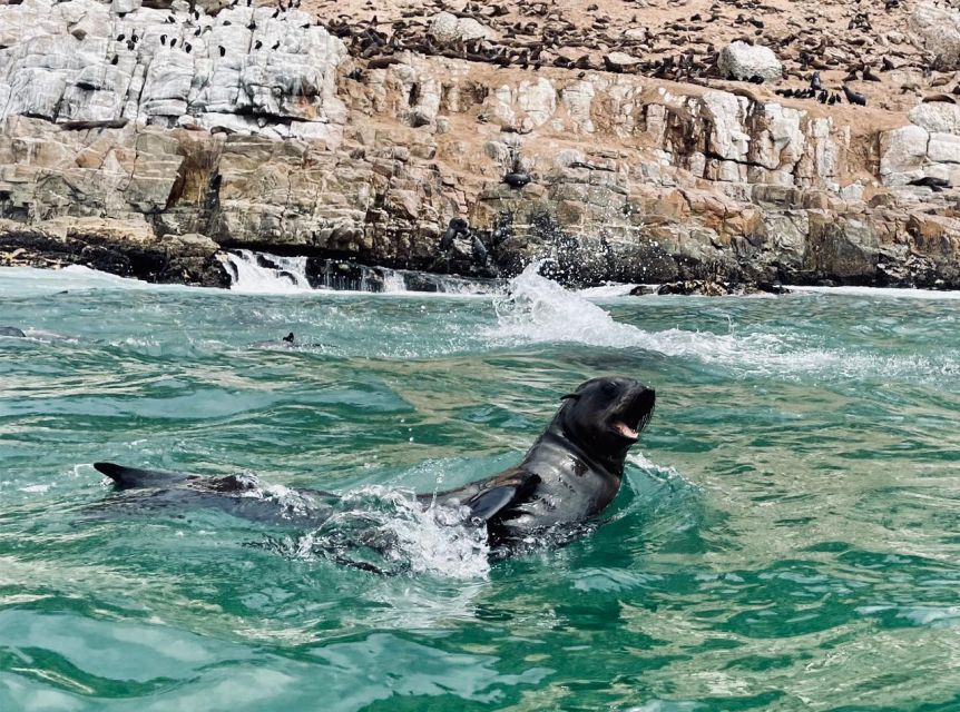 Plettenberg Bay: Seal Viewing Boat Trip - The pro guide: how sightings actually work