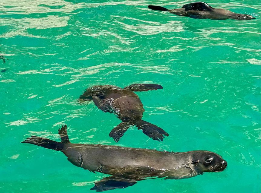 Plettenberg Bay: Seal Viewing Boat Trip - Photo and video after the trip, plus waterproof camera rentals