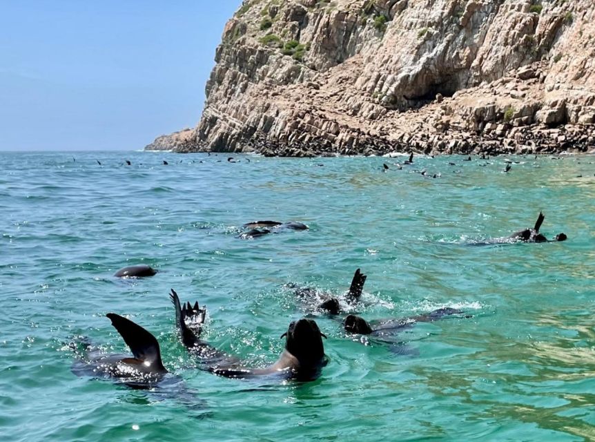 Plettenberg Bay: Seal Viewing Boat Trip - Price and value: is $32 worth it?