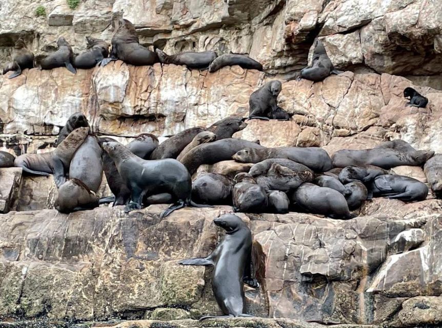 Plettenberg Bay: Seal Viewing Boat Trip - Weather, what to pack, and how to avoid hassles