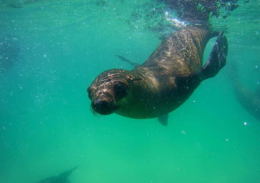 Plettenberg Bay: Seal Viewing Boat Trip - Robberg Nature Reserve: what you look for out on the water