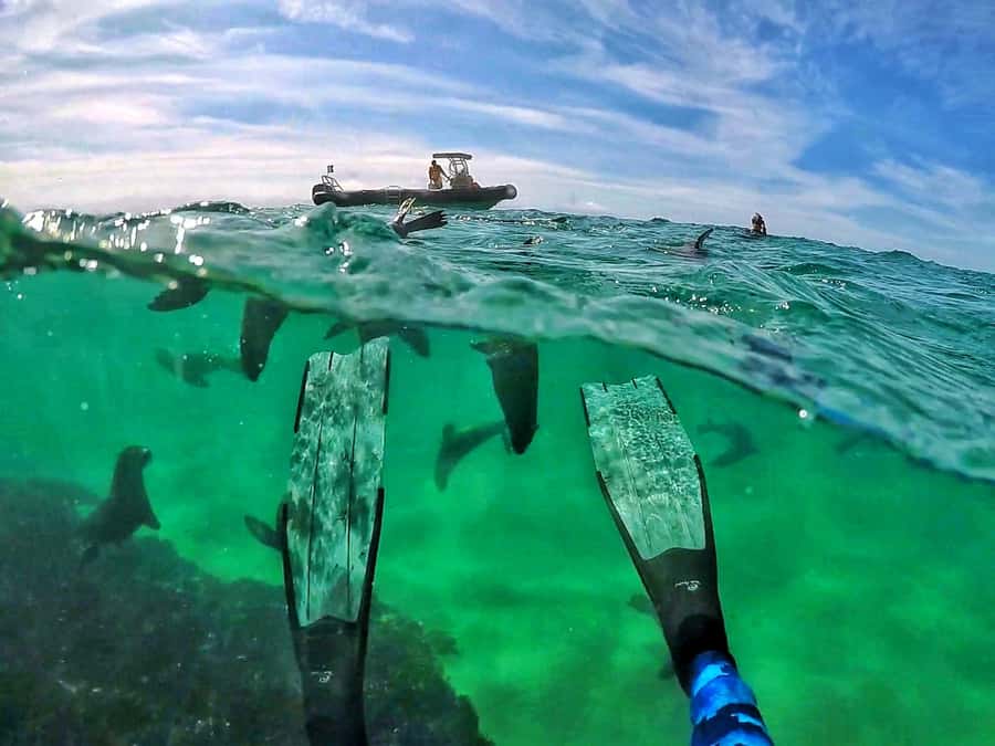 Plettenberg Bay: Swim with Seals - Quick hits before you book this seal swim