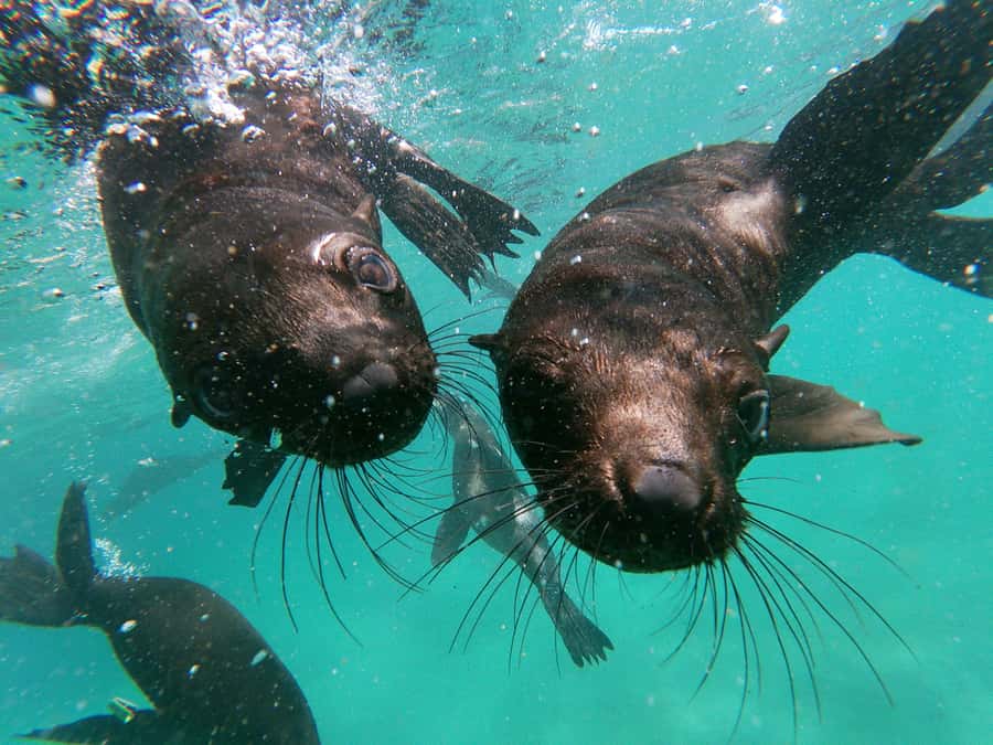 Plettenberg Bay: Swim with Seals - Who should book this, and who should skip it