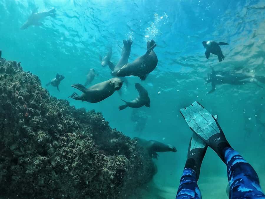 Plettenberg Bay: Swim with Seals - Why Robberg seals are the main character in Plettenberg Bay