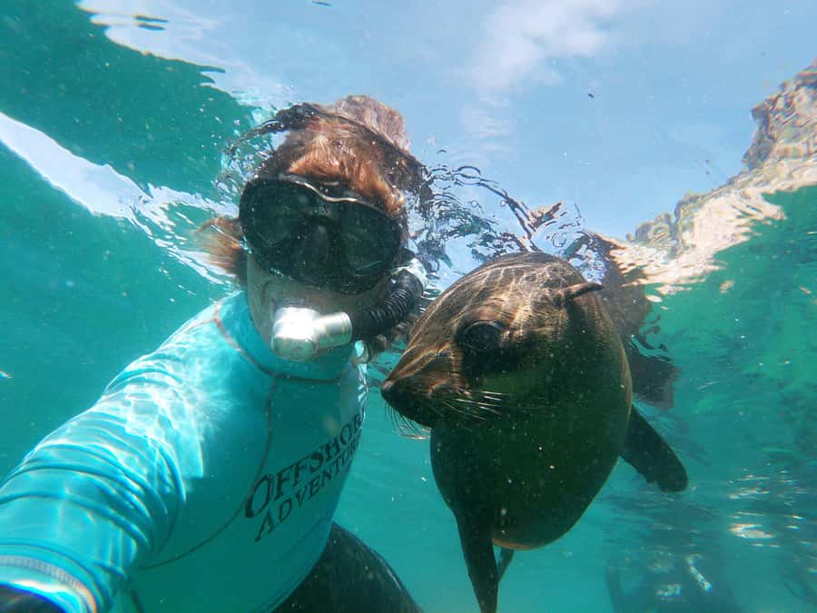 Plettenberg Bay: Swim with Seals - The boat ride from Central Beach to the reserve