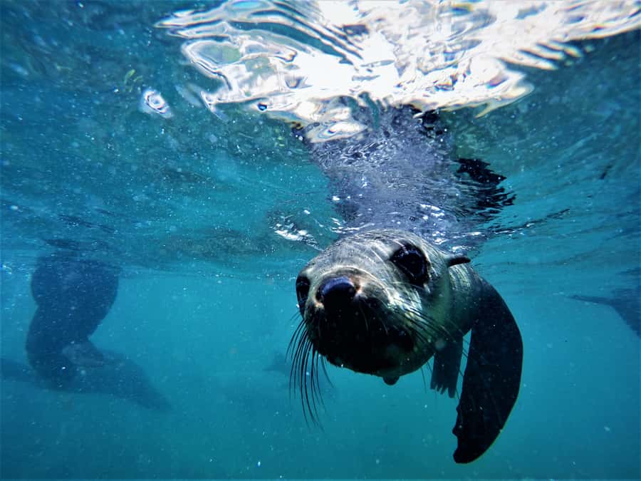 Plettenberg Bay: Swim with Seals - Entering the water with a divemaster watching your spacing