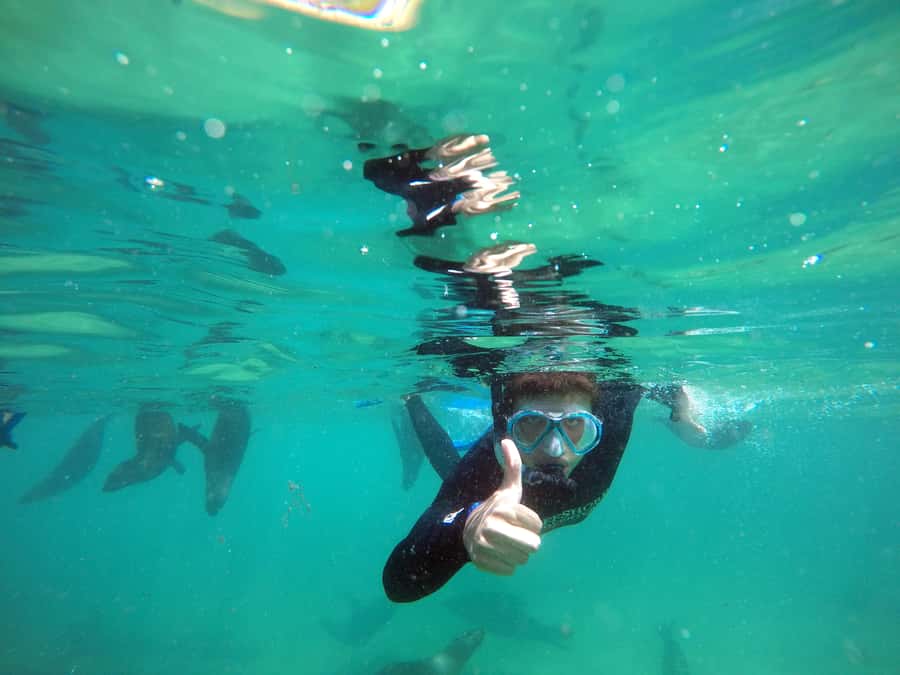 Plettenberg Bay: Swim with Seals - Photos included, plus the optional video add-on