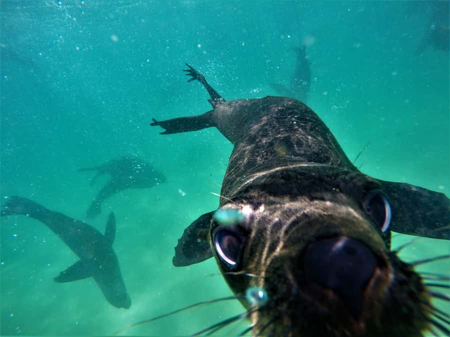 Plettenberg Bay: Swim with Seals - Timing and duration: 90 minutes on the clock