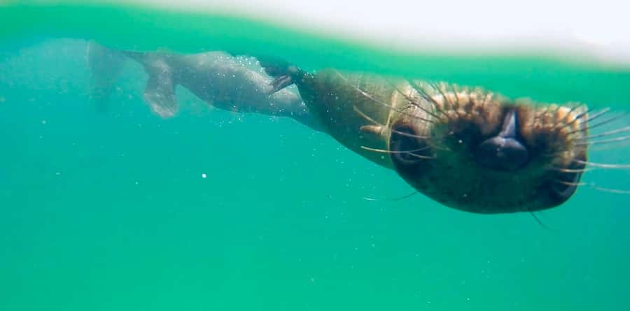 Plettenberg Bay: Swim with Seals - Price and value: is $61 really fair?