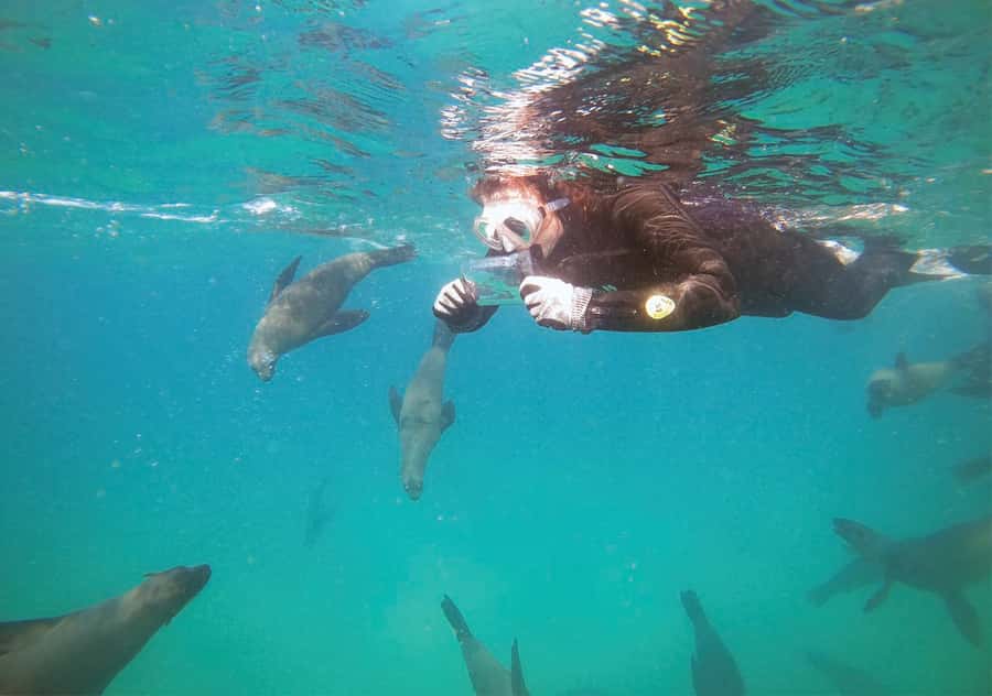 Plettenberg Bay: Swim with the Seals - Why this Cape fur seal swim is a Plettenberg Bay standout