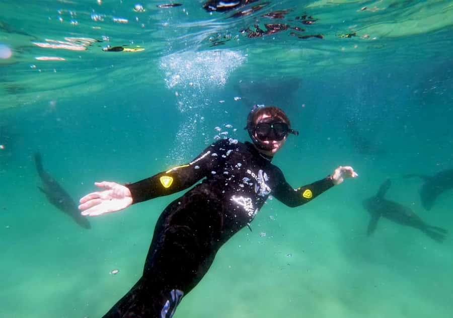 Plettenberg Bay: Swim with the Seals - Price and value, what $61 gets you in real terms