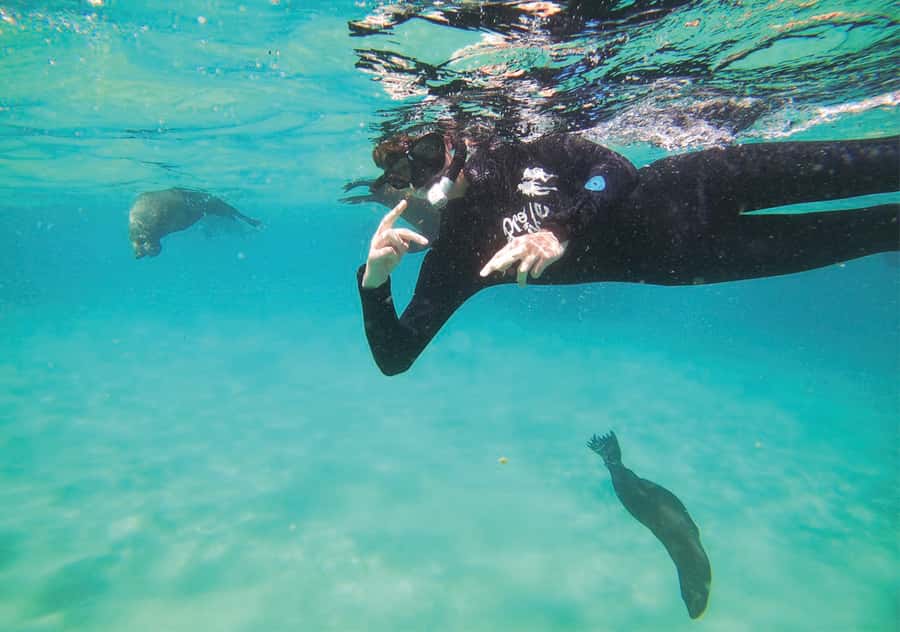 Plettenberg Bay: Swim with the Seals - Who should book this seal swim, and who should consider the viewing option