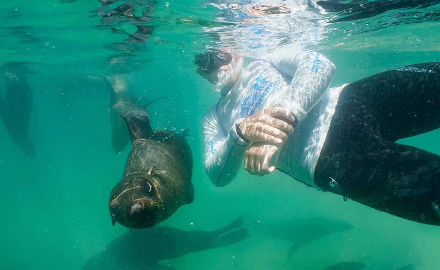 Plettenberg Bay: Swim with the Seals - The 90-minute flow, from Beacon Island to the seal colony