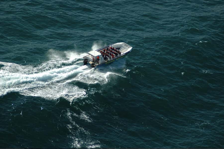 Plettenberg Bay: Whale Watching Boat Cruise - Key points before you go