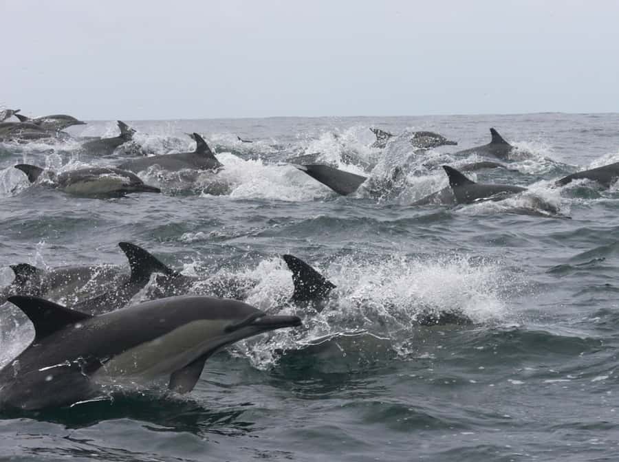 Plettenberg Bay: Whale Watching Boat Cruise - Where it starts: Ocean Safaris in Plettenberg Bay
