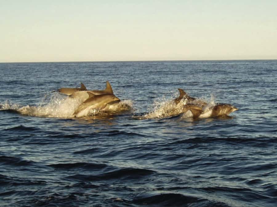Plettenberg Bay: Whale Watching Boat Cruise - Whale season timing: Southern Right and Humpback odds