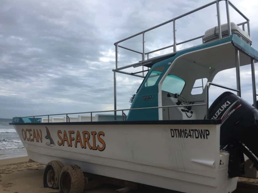 Plettenberg Bay: Whale Watching Boat Cruise - Beyond whales: dolphins, seals, seabirds, and more