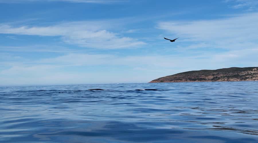 Plettenberg Bay: Whale Watching Boat Cruise - Value check: what $49 buys you for 2 hours