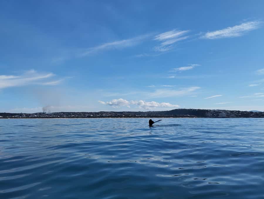 Plettenberg Bay: Whale Watching Boat Cruise - What to pack so you stay comfortable and focused