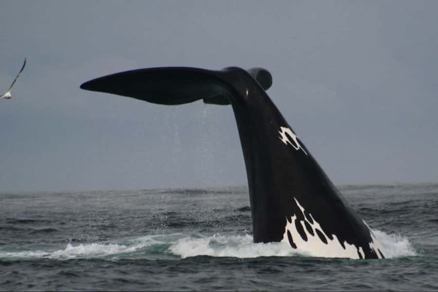 Plettenberg Bay: Whale Watching Boat Cruise - The 400-horsepower beach launch, and what the ride is like