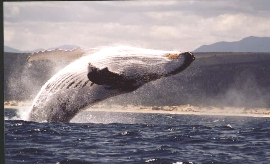 Plettenberg Bay: Whale-Watching Cruise - Key Things That Make This Cruise Worth Your Time